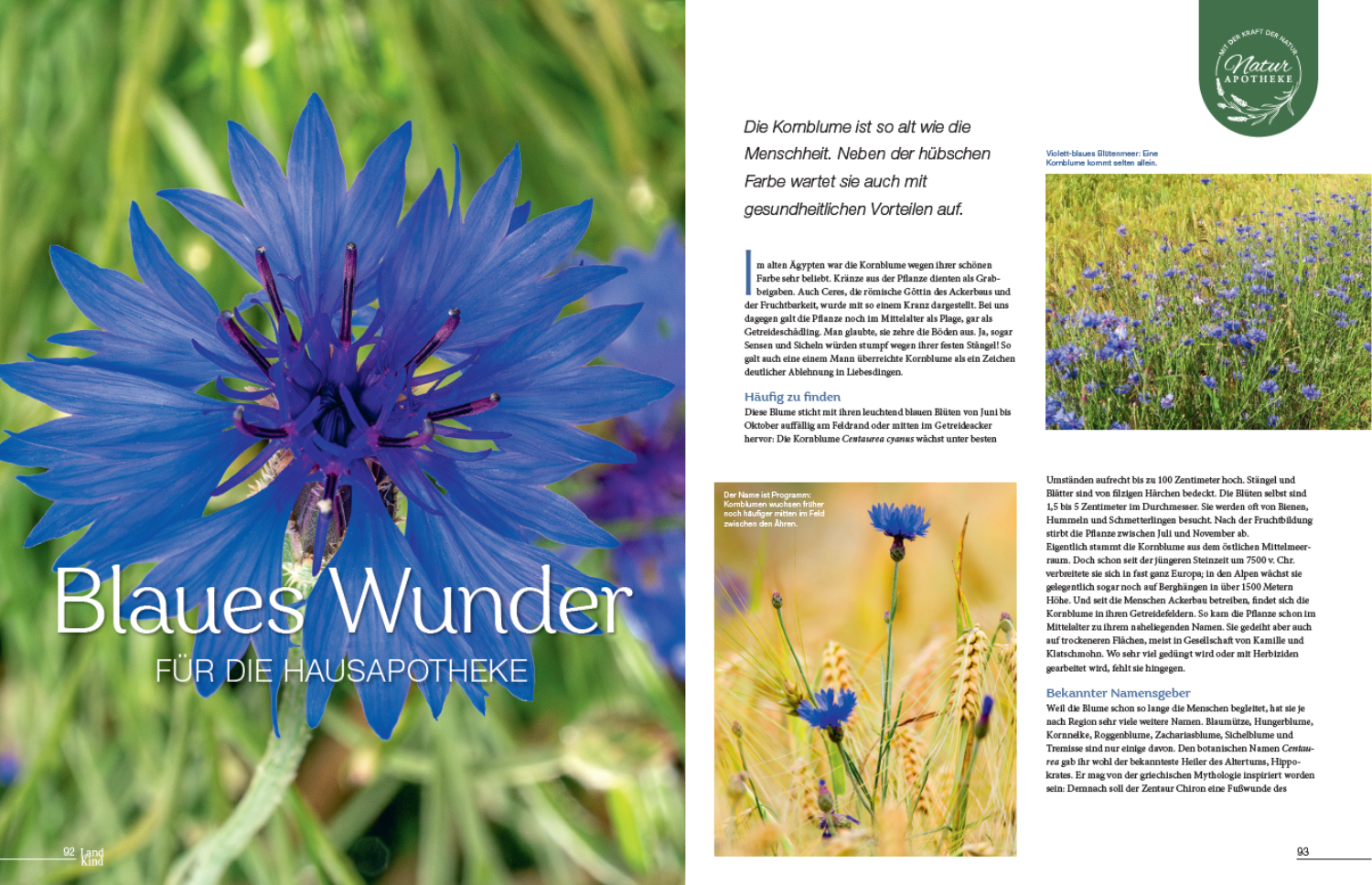 LandKind Sommerausgabe Naturapotheke Kornblume